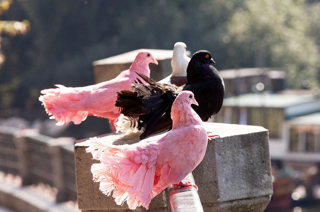 拉什福德和 拉什福德和