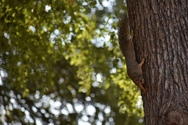 斯科西奇的 斯科西奇的
