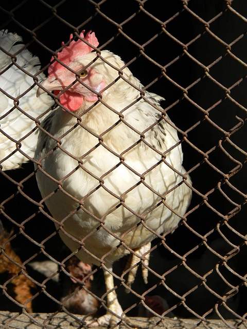 内外都取得 内外都取得